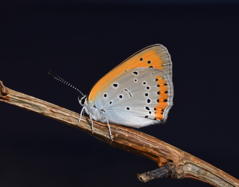 Sorpresa di (quasi) Pasqua: Lycaena dispar, Lycaenidae